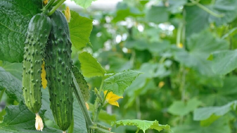 Why cucumbers are bitter, how to prevent it, and what to do with a crop that tastes bitter