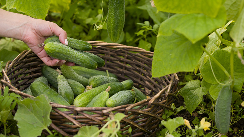 Why cucumbers are bitter, how to prevent it, and what to do with a crop that tastes bitter