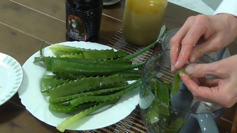 Why does spider mite appear on cucumbers: what to do to overcome the pest and save the crop