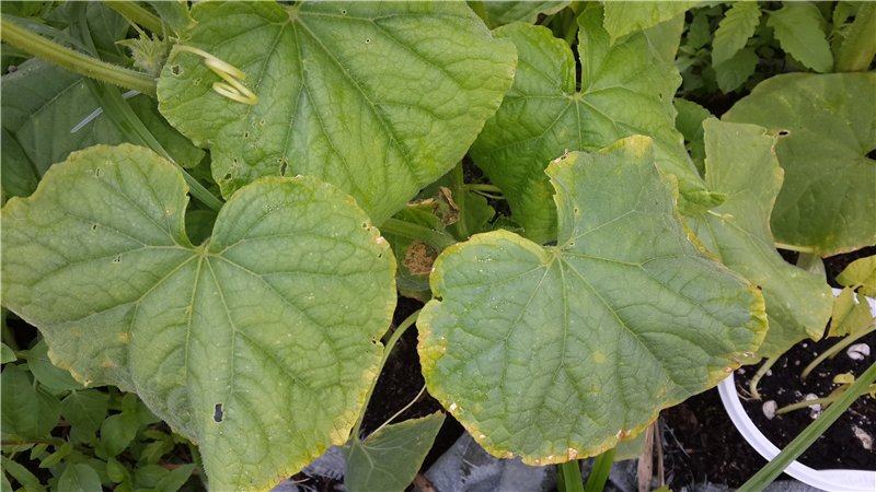 Why does spider mite appear on cucumbers: what to do to overcome the pest and save the crop
