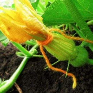Why pumpkin ovaries turn yellow and fall off: determine the cause of the problem and save our harvest