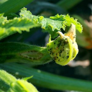 Why pumpkin ovaries turn yellow and fall off: determine the cause of the problem and save our harvest