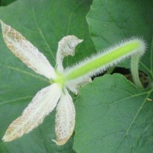 Why pumpkin ovaries turn yellow and fall off: determine the cause of the problem and save our harvest