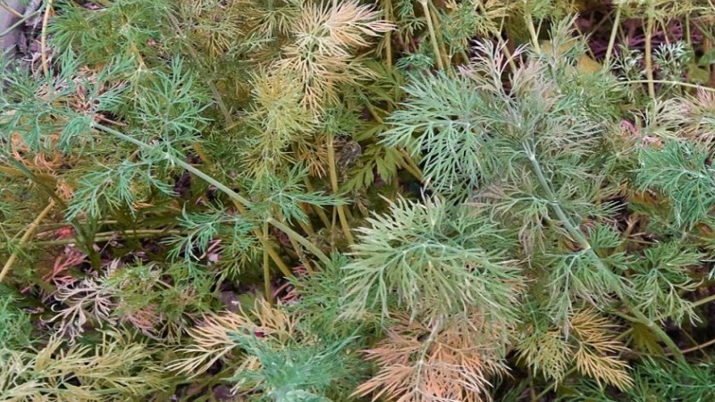 Why does dill turn yellow in the garden and what to do to prevent it