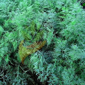 Why does dill turn yellow in the garden and what to do to prevent it
