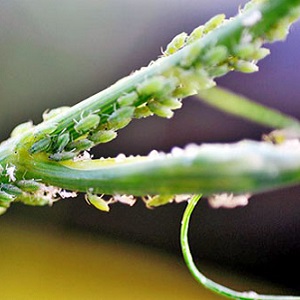Why does dill turn yellow in the garden and what to do to prevent it