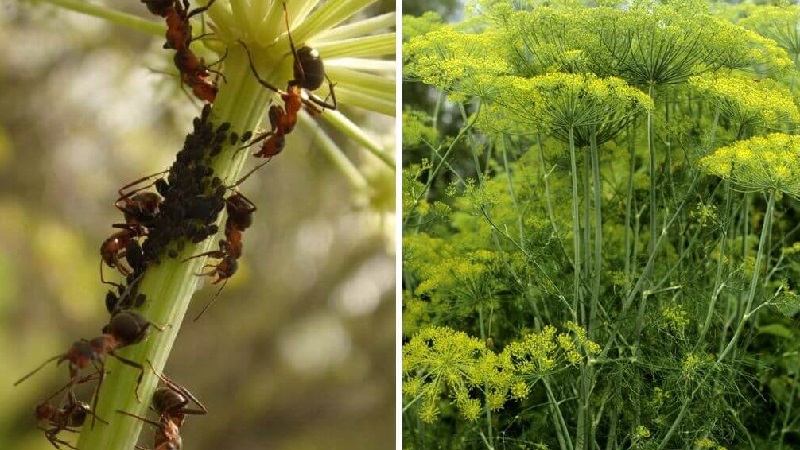Why does dill turn yellow in the garden and what to do to prevent it