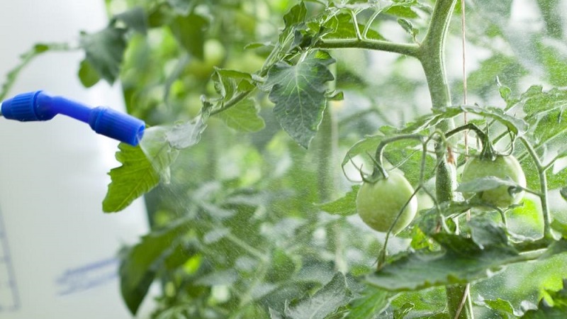 Step-by-step guide to treating tomatoes with metronidazole from late blight: fighting and preventing disease