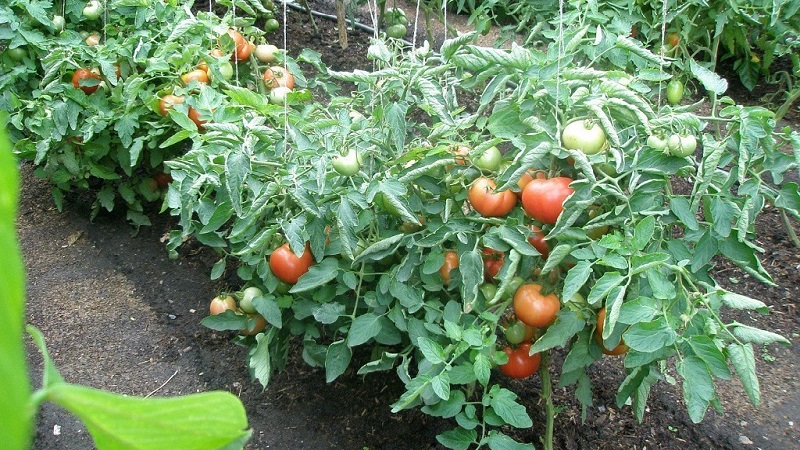 Step-by-step guide to treating tomatoes with metronidazole from late blight: fighting and preventing disease
