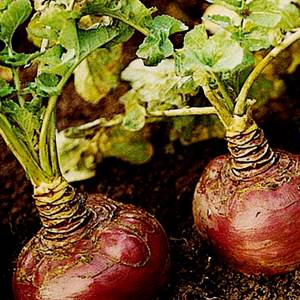Useful properties and contraindications of rutabagas: how to use the root crop in cooking, cosmetology and folk medicine
