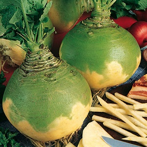 Useful properties and contraindications of rutabagas: how to use the root crop in cooking, cosmetology and folk medicine