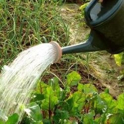 How to properly water beets with salt water - proportions of the solution and instructions for processing a vegetable for its sugar content