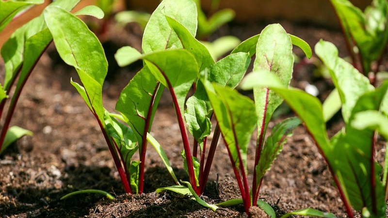 How to properly water beets with salt water - proportions of the solution and instructions for processing a vegetable for its sugar content