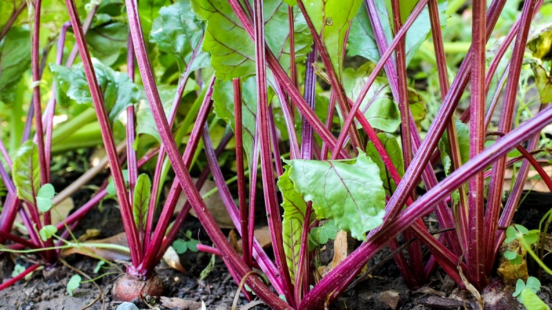 How to properly water beets with salt water - proportions of the solution and instructions for processing a vegetable for its sugar content