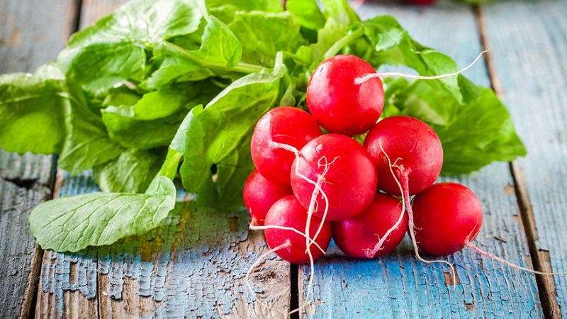 The benefits and harms of radishes for the human body