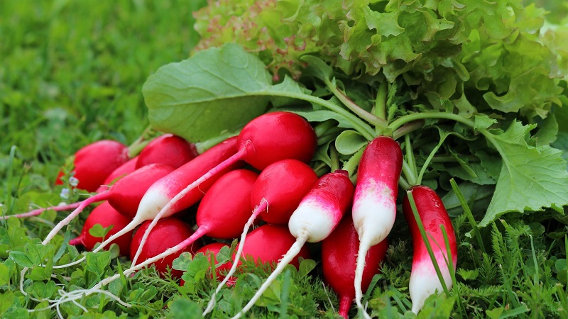 The benefits and harms of radishes for the human body