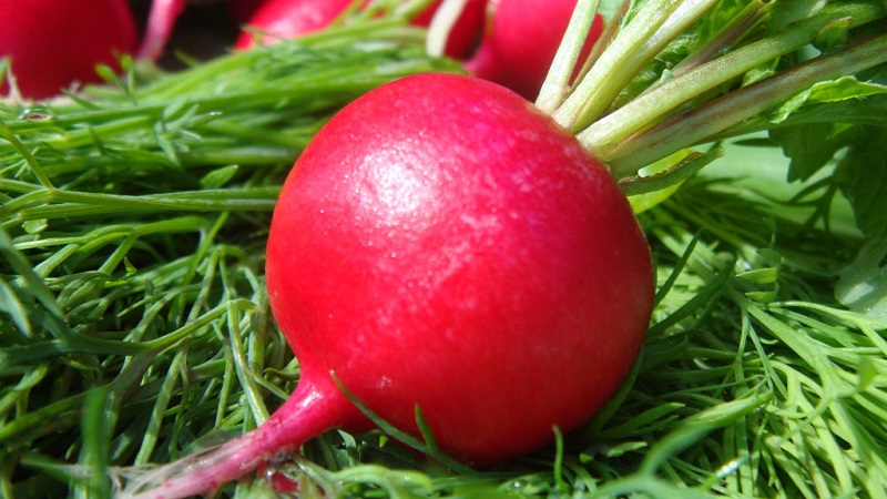The benefits and harms of radishes for the human body