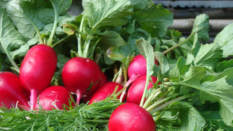 The benefits and harms of radishes for the human body