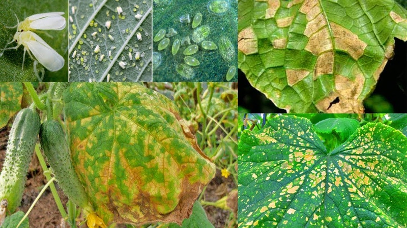 Causes and methods of treatment for black plaque on cucumber leaves in a greenhouse