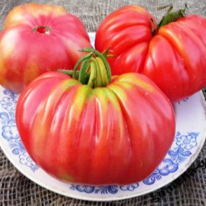How to grow and where to use tomato pound Rosamarin
