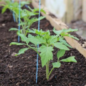 How to grow and where to use tomato pound Rosamarin