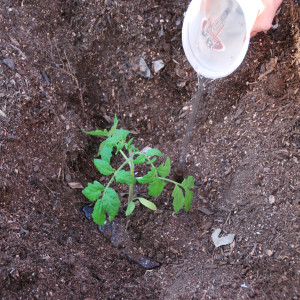 How to grow and where to use tomato pound Rosamarin