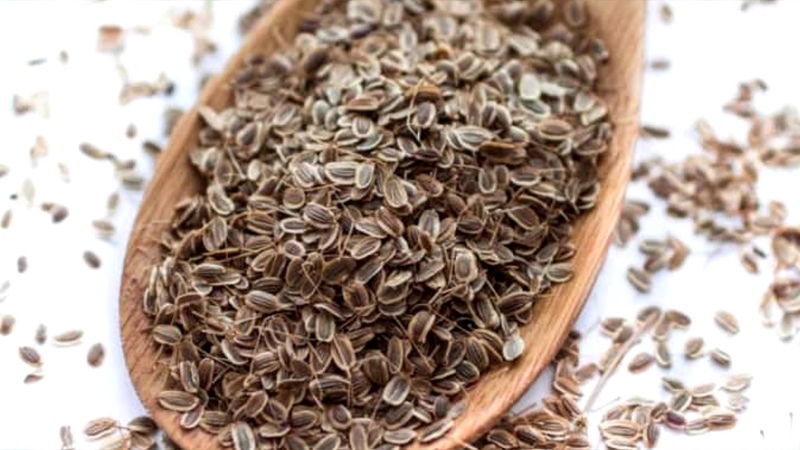 We are treated effectively: how to properly use dill seeds for cystitis