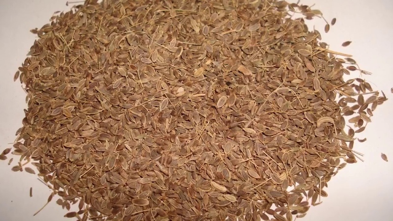 We are treated effectively: how to properly use dill seeds for cystitis