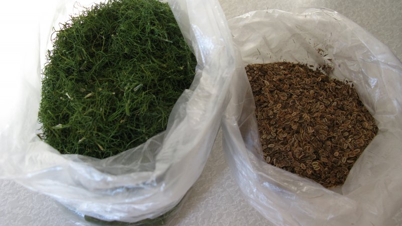 We are treated effectively: how to properly use dill seeds for cystitis