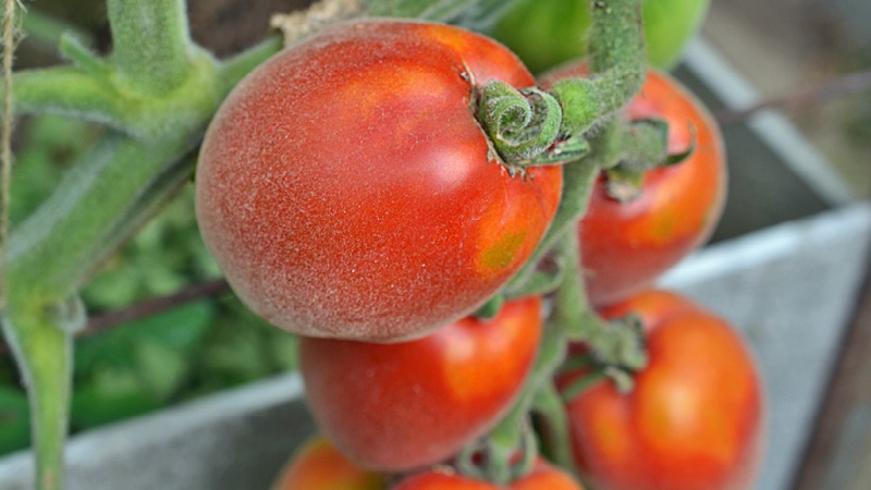 A fabulous guest on your site: Scheherazade tomato - how to grow it correctly to get a rich harvest