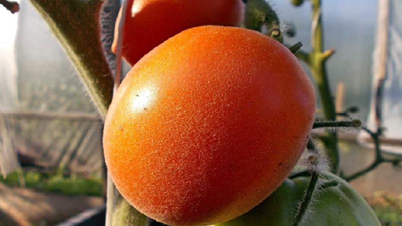 A fabulous guest on your site: Scheherazade tomato - how to grow it correctly to get a rich harvest