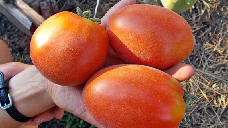 A fabulous guest on your site: Scheherazade tomato - how to grow it correctly to get a rich harvest