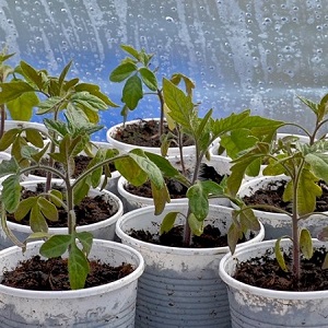 A fabulous guest on your site: Scheherazade tomato - how to grow it correctly to get a rich harvest