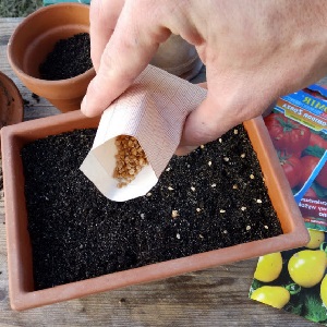 A fabulous guest on your site: Scheherazade tomato - how to grow it correctly to get a rich harvest