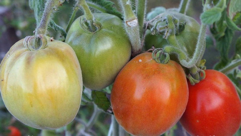 A fabulous guest on your site: Scheherazade tomato - how to grow it correctly to get a rich harvest