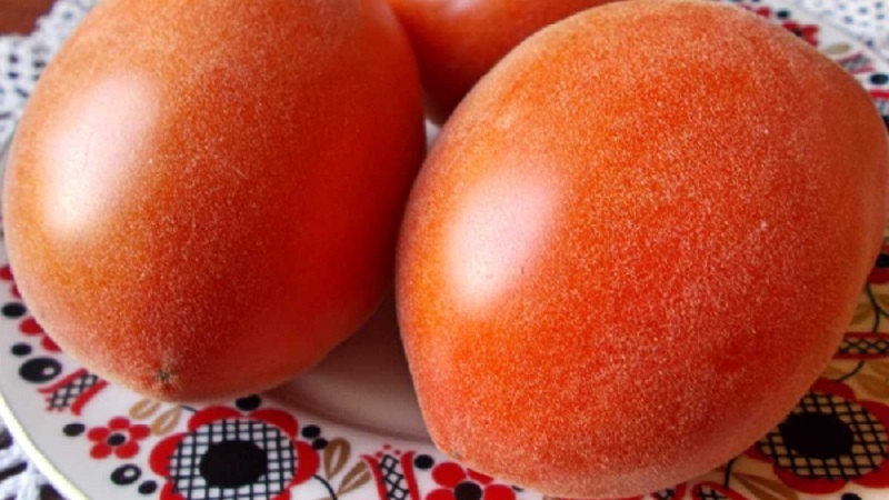 A fabulous guest on your site: Scheherazade tomato - how to grow it correctly to get a rich harvest