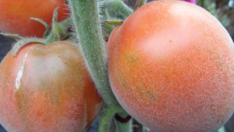 A fabulous guest on your site: Scheherazade tomato - how to grow it correctly to get a rich harvest