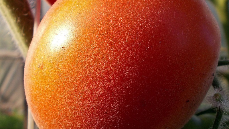 A fabulous guest on your site: Scheherazade tomato - how to grow it correctly to get a rich harvest
