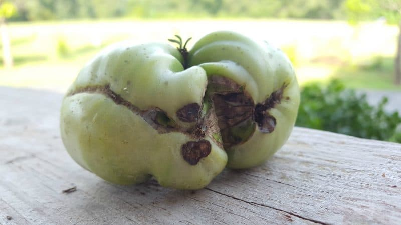 A variety for lovers of rare exotic tomatoes - Tomato Firewood