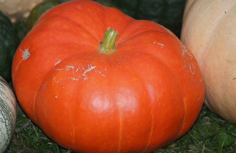 Melon pumpkin variety, adored by gardeners for its sweet taste and extraordinary aroma