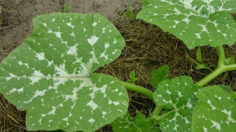 Melon pumpkin variety, adored by gardeners for its sweet taste and extraordinary aroma