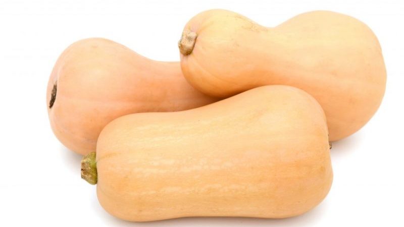 Dutch early ripe hybrid of Matilda pumpkin: we grow up to 15 kg of fruits per square meter