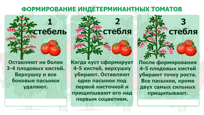 Stable in yield and disease-resistant tomato Sugar bison: characteristics and description of the variety