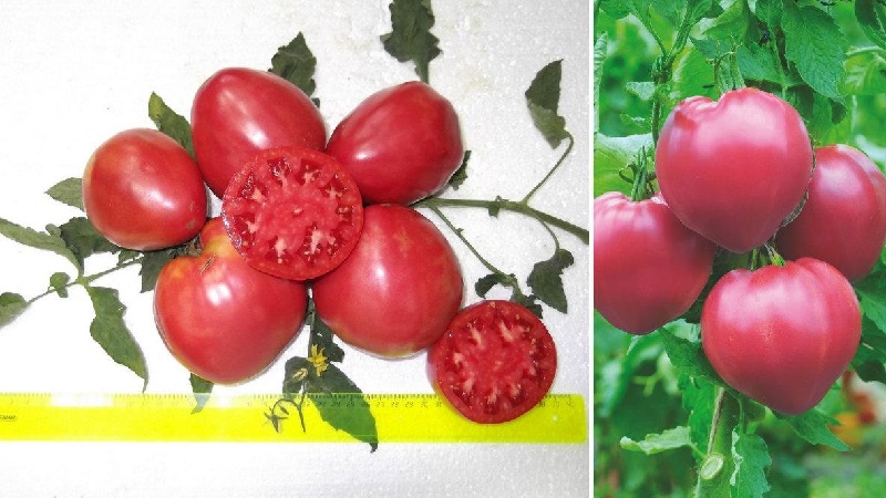 Stable in yield and disease-resistant tomato Sugar bison: characteristics and description of the variety
