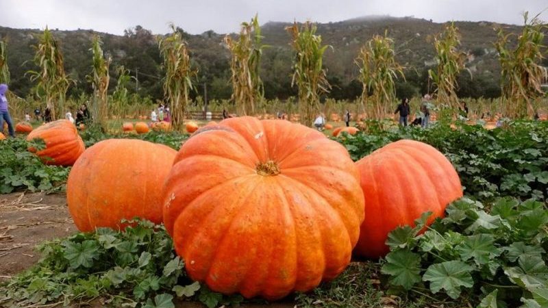Setting yield records by growing a giant 100-pound pumpkin variety on our site