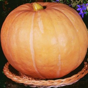 Setting yield records by growing a giant 100-pound pumpkin variety on our site