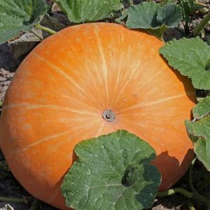 Setting yield records by growing a giant 100-pound pumpkin variety on our site