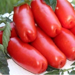 A variety for lovers of rare exotic tomatoes - Tomato Firewood