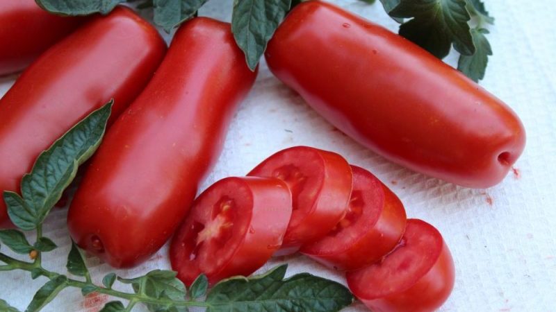 A variety for lovers of rare exotic tomatoes - Tomato Firewood