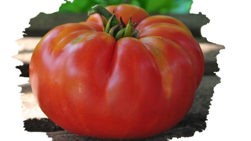 A resistant variety for harsh weather conditions - the famous tomato Pride of Siberia